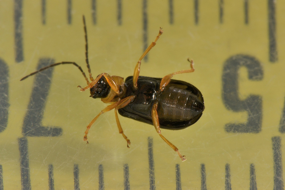 Chrysomelidae: Luperus sp. (L. pygmaeus opp. L. leonardii)